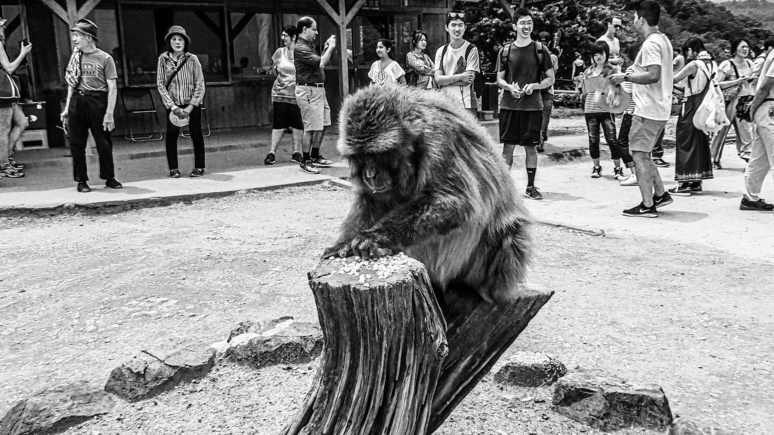 位在京都觀光區的猴子公園定時放置大量食物吸引野生猴群。（2016年，日本京都嵐山，龍緣之攝）