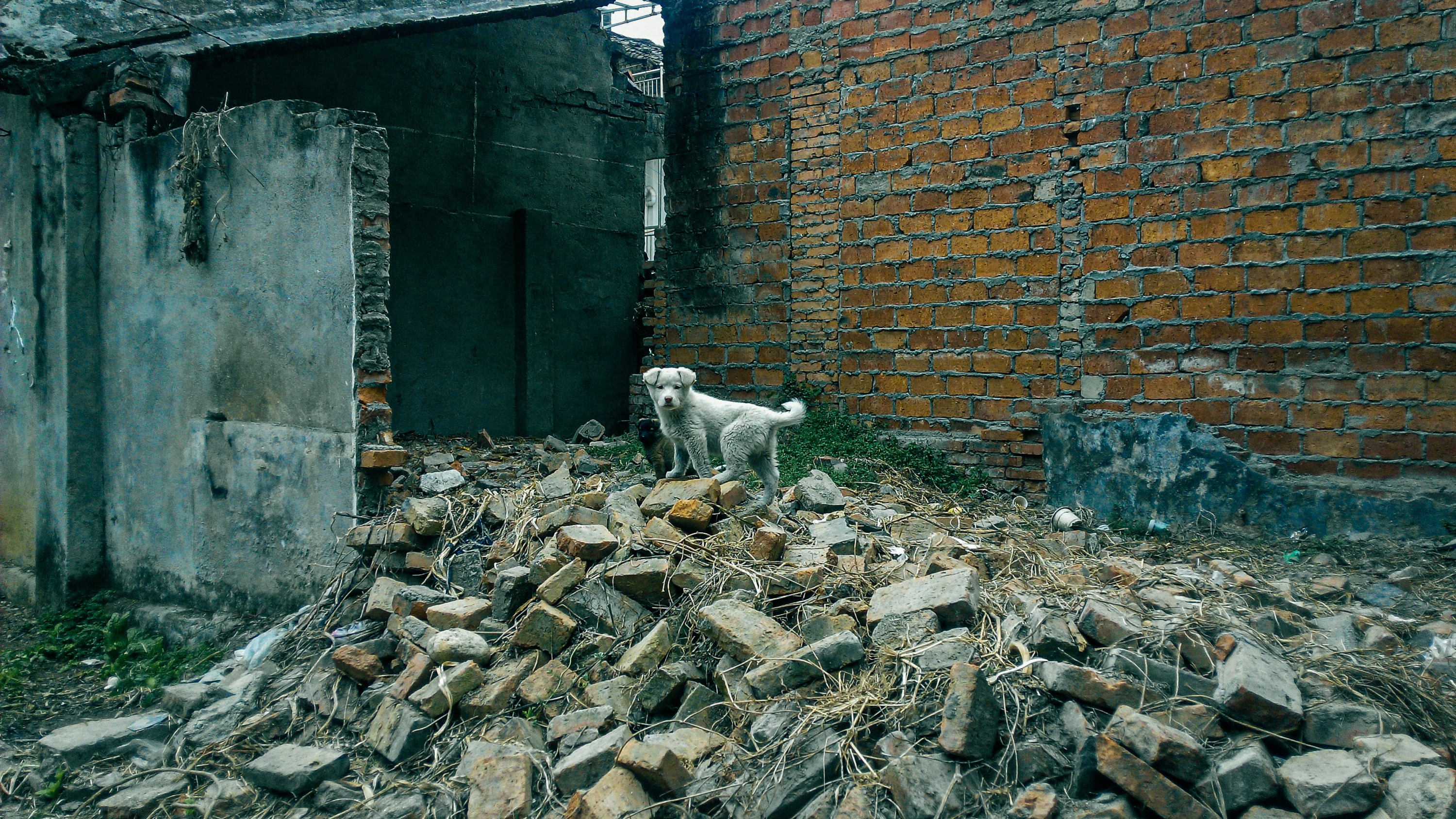在四川唐家河國家級自然保護區附近，我遇到拆遷後的廢墟中的小狗。牠們多半是主人搬家後所留下的，正好奇地看著我。（2017年，四川青川縣青溪鎮，龍緣之攝）